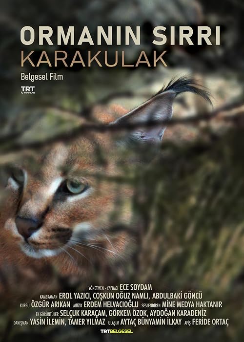 Secret of the Forest: The Caracal