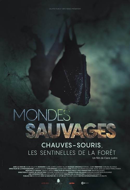 Chauves-souris, Les sentinelles de la forêt (Mondes Sauvages)