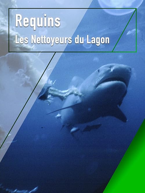 Requins, les nettoyeurs du lagon