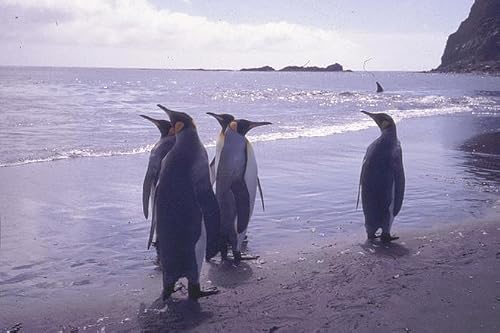 Une plage et trop de manchots