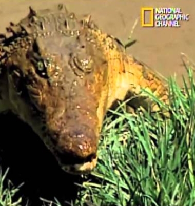 Man-Eaters of Madagascar