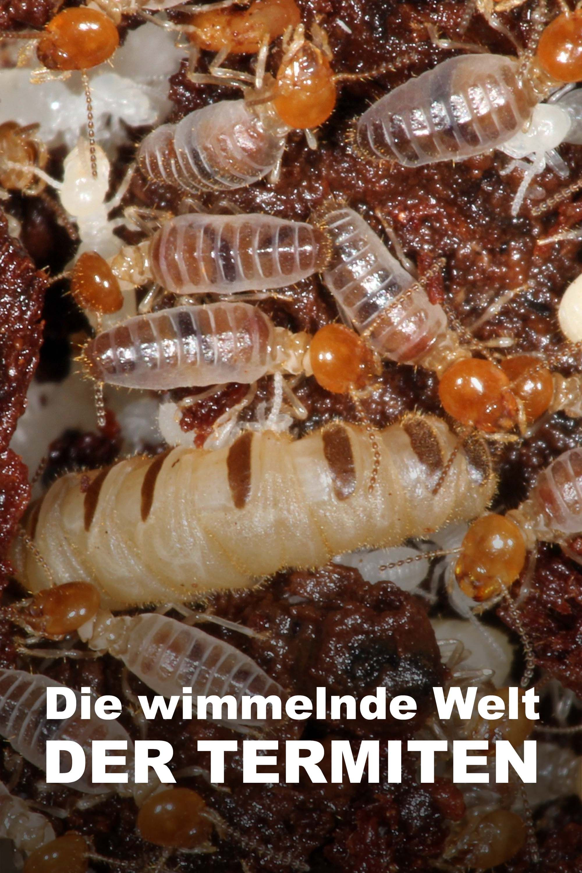 L'Univers grouillant des termites