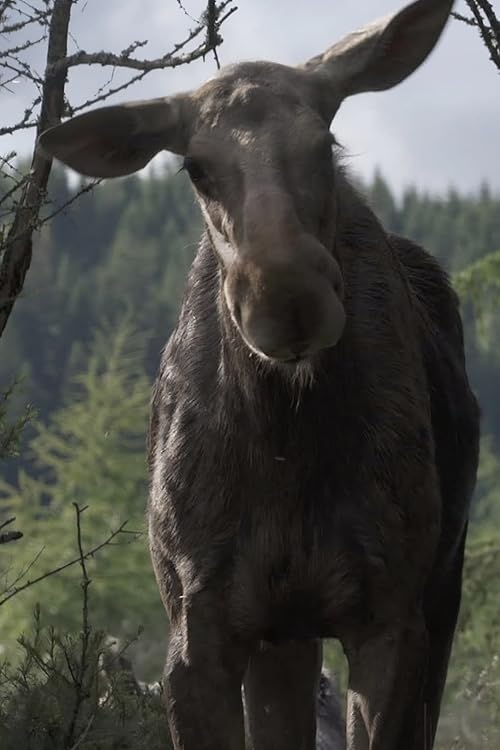 Amoosed: A Moose Odyssey