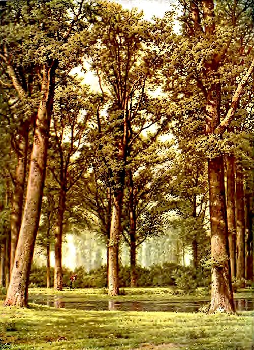 The Tale of the Northern Woods