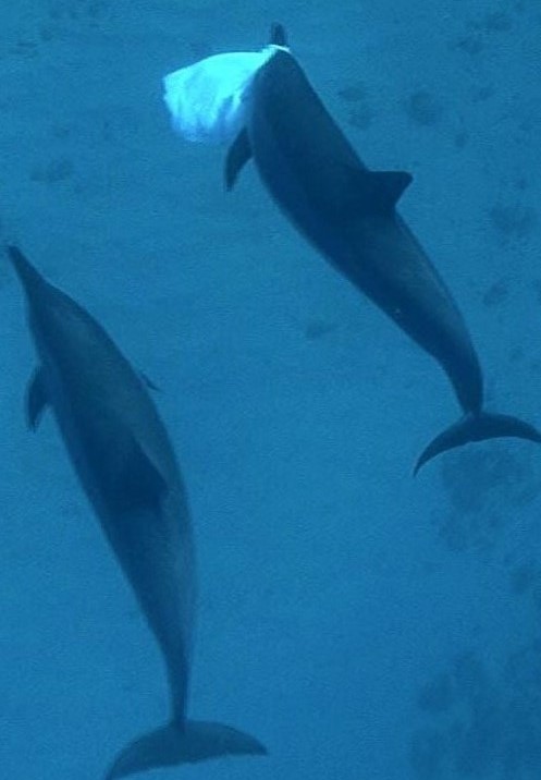 My Pod