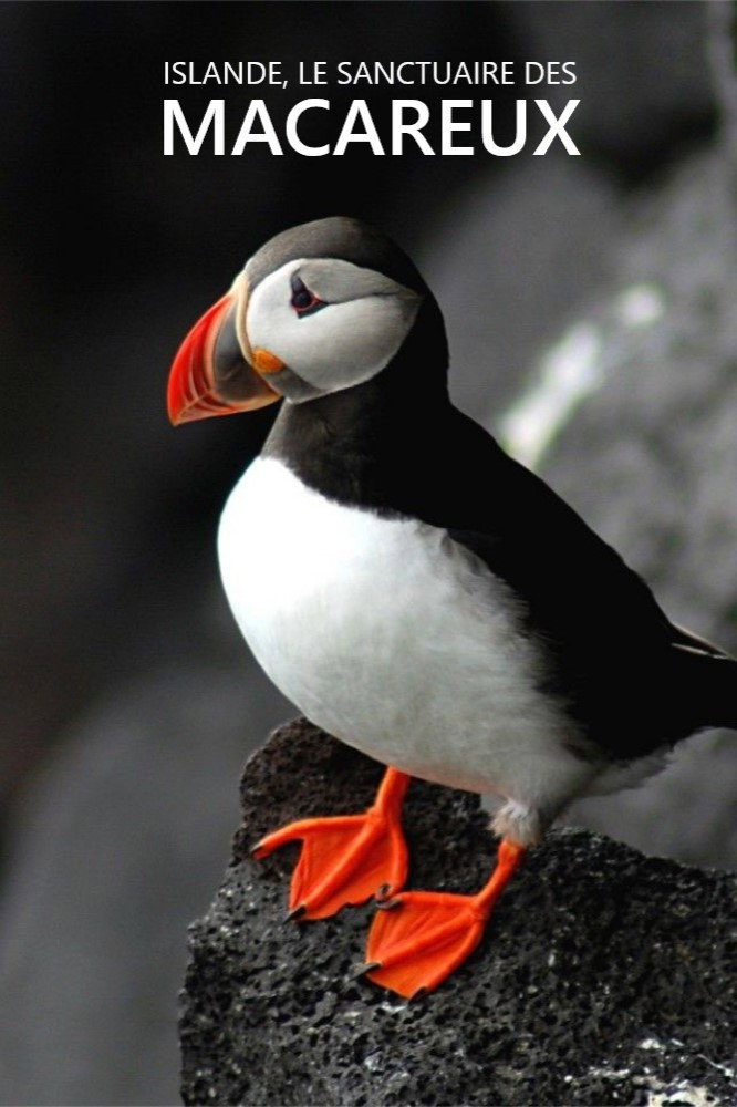 Islande, le sanctuaire des macareux