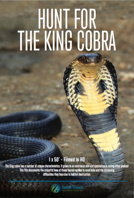 Search for the King Cobra