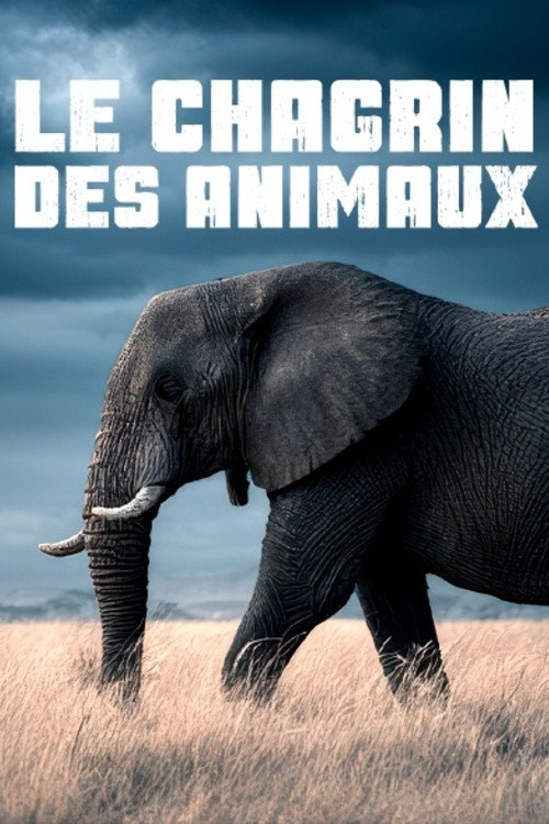 Le Chagrin Des Animaux: Mythe OU Réalité ?