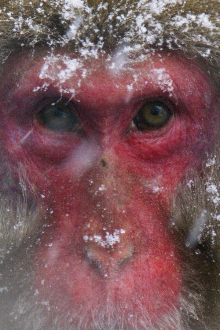 Des singes en hiver : les macaques japonais