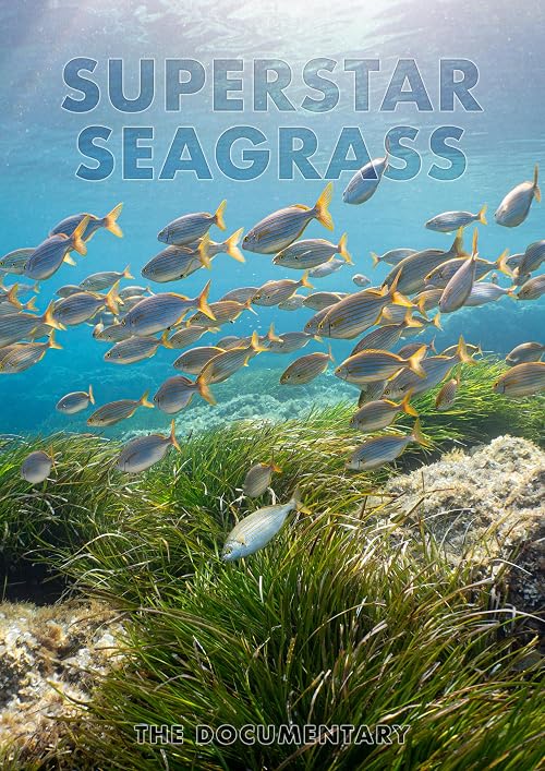 Superstar Seagrass