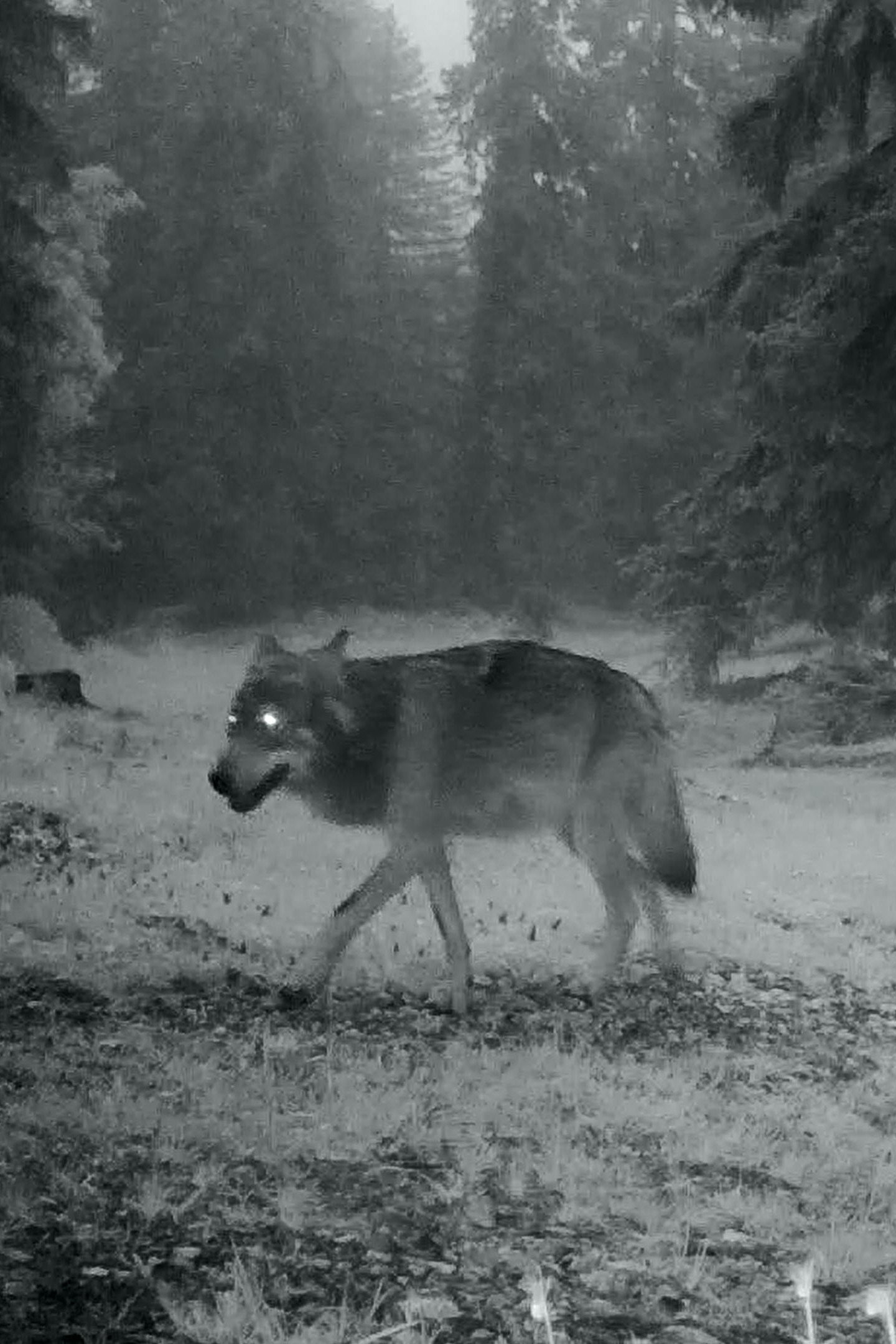 Le dernier loup