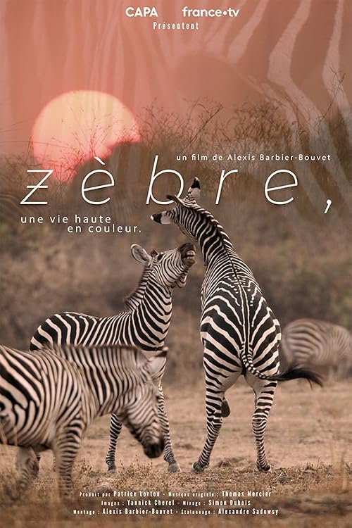 Zèbre, une vie haute en couleur