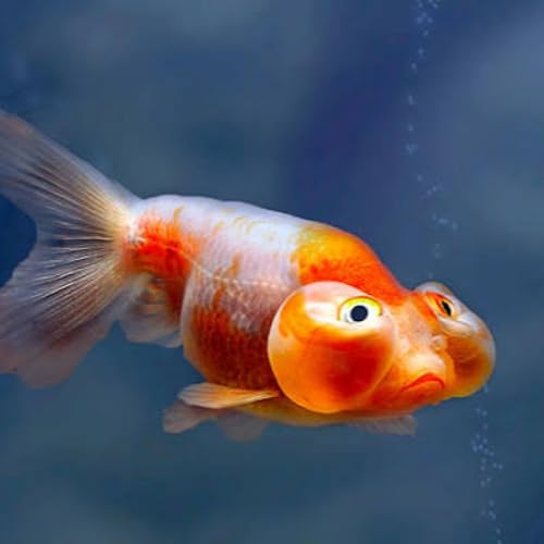Bubble Fish