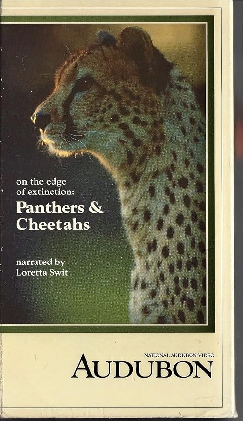 On the Edge of Extinction: Panthers and Cheetahs