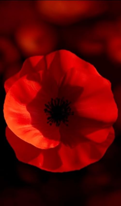 Royal British Legion Festival of Remembrance