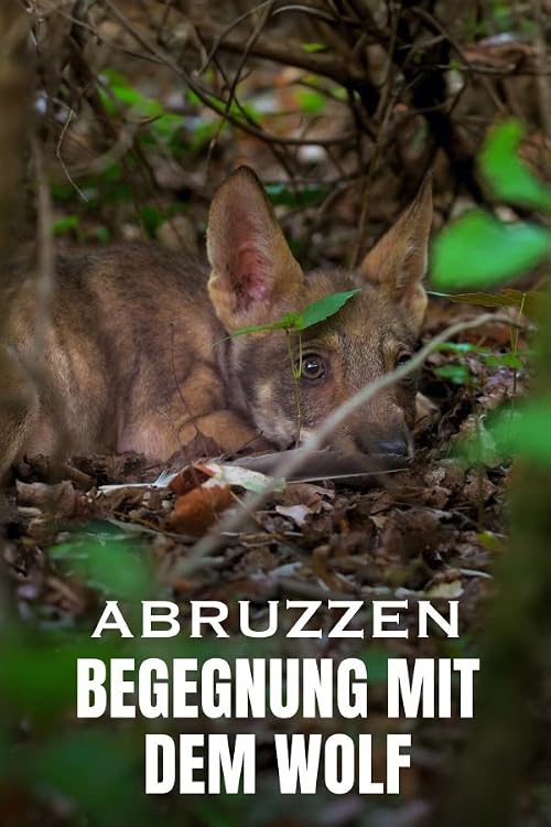 Abruzzes - Le retour du loup au coeur de l'Italie