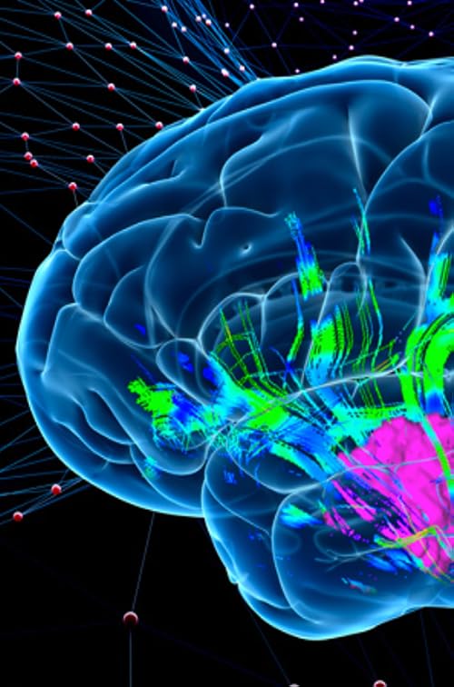 Cartographers of the Brain: Mapping the Connectome