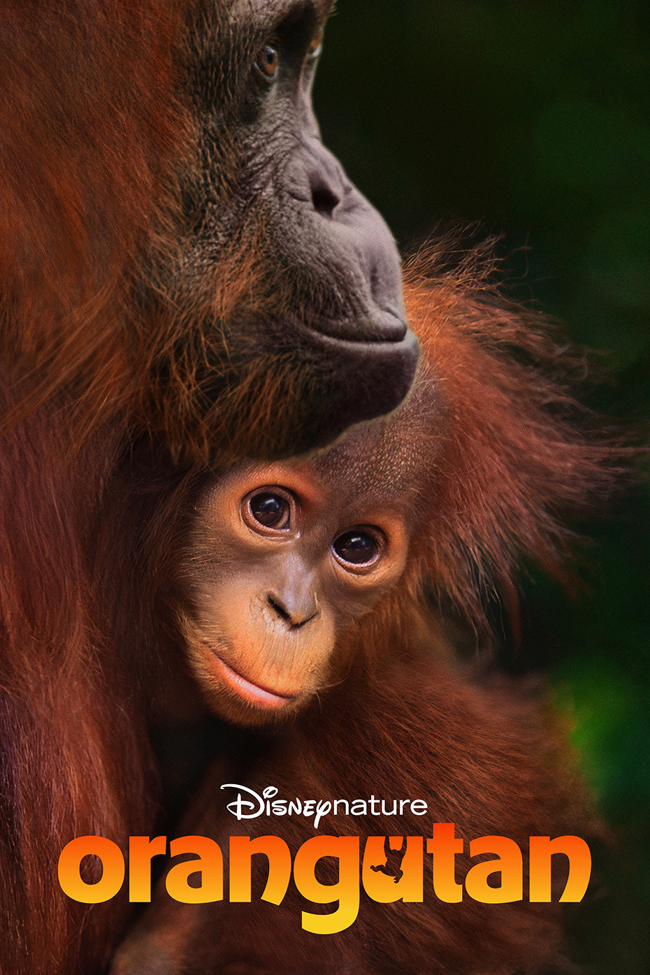 Orangután
