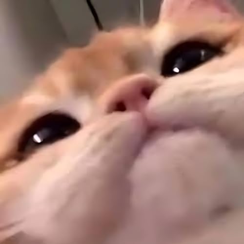 Squewe