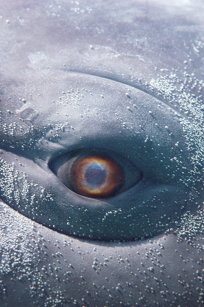 Moby Dick; or the Whale