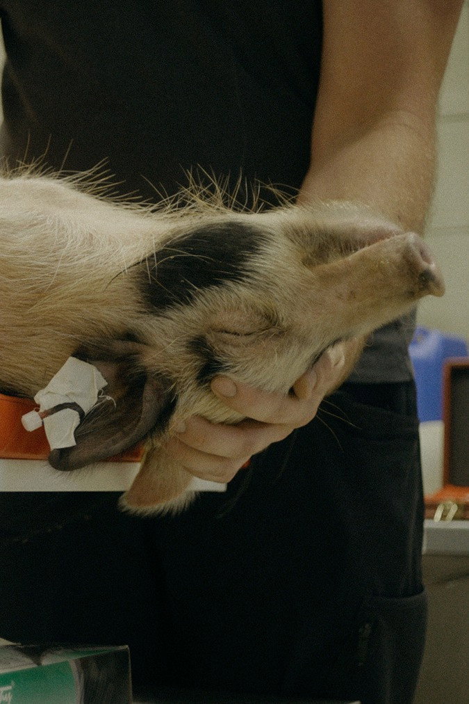 When Pigs Fly