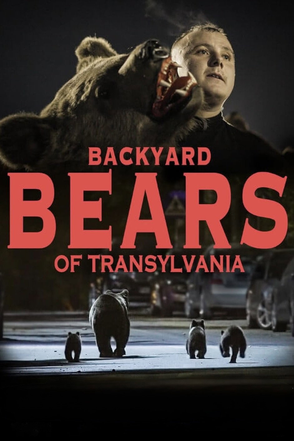 Alerte aux ours en Transylvanie