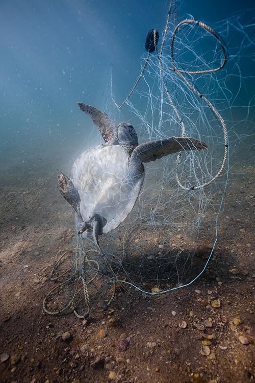 Mundo Tortuga