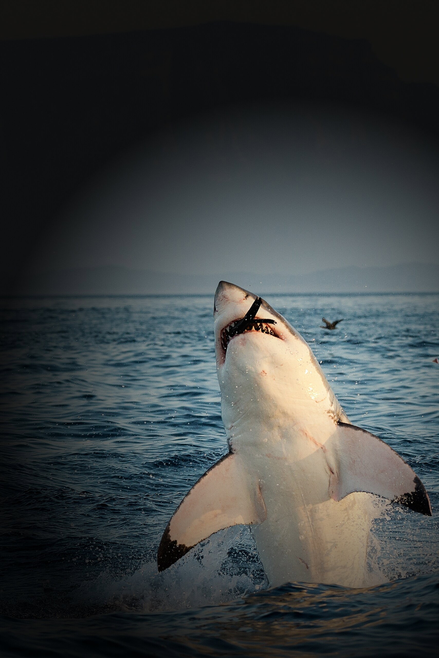 When Sharks attack...