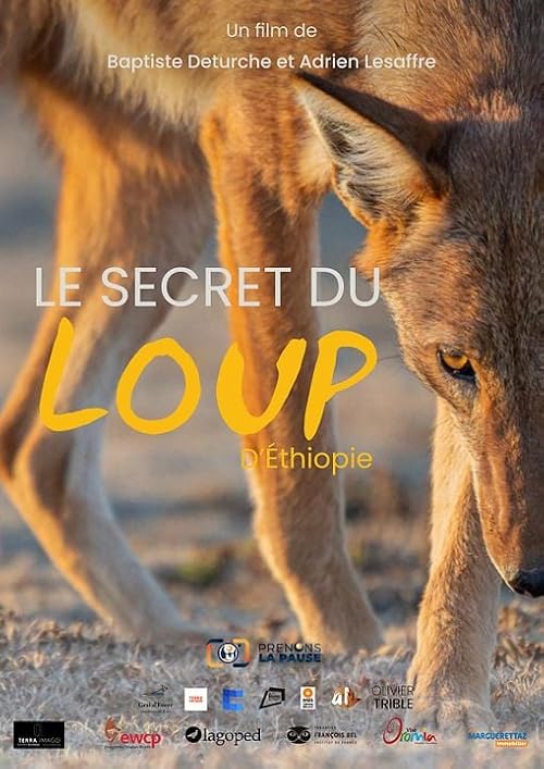 Le Secret du loup d'Éthiopie