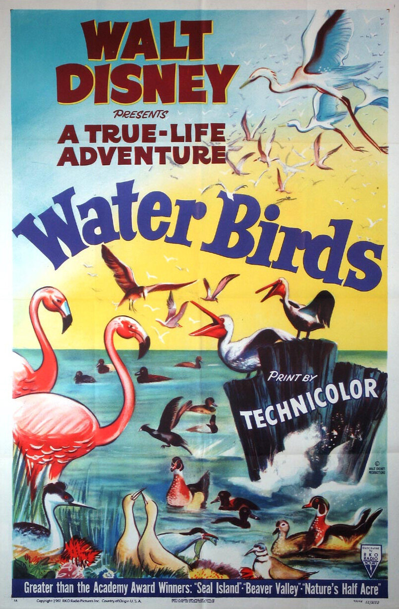 Water Birds