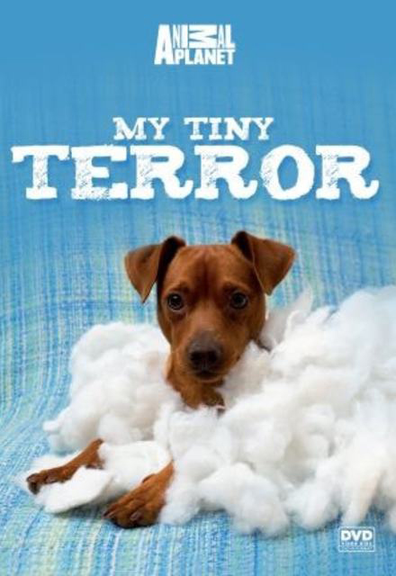 My Tiny Terror