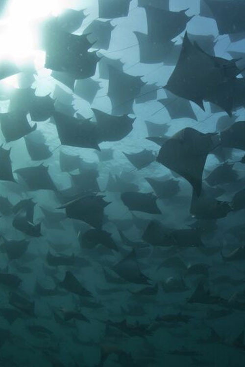 Mantarrayas: criaturas de otro planeta