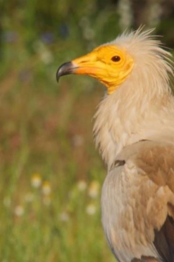 Grèce, le royaume des rapaces