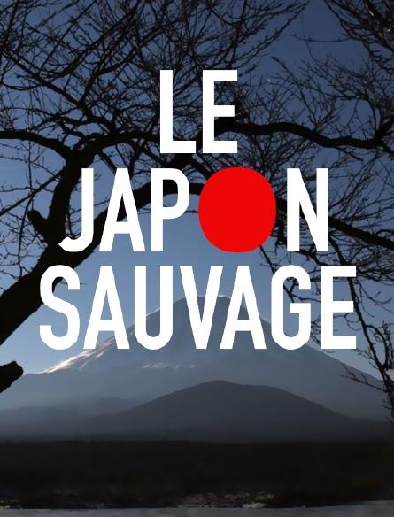 Japans wilder Norden: Bären, Wale, Riesenseeadler