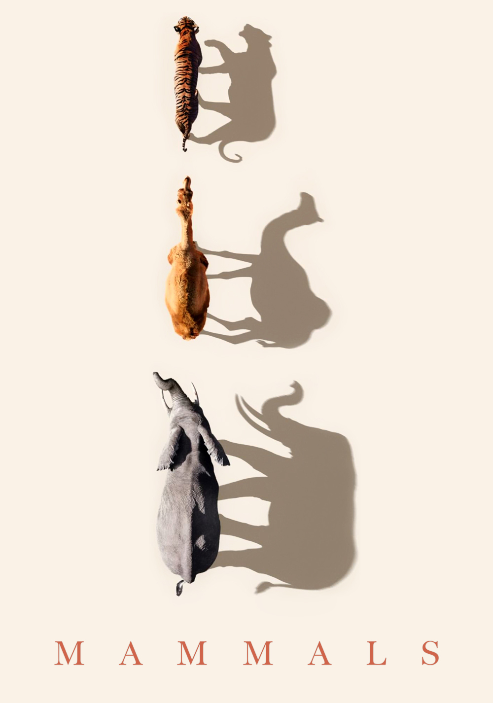 Mammals