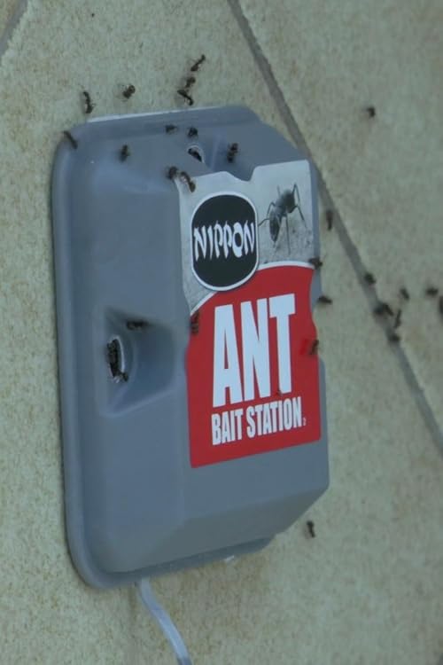 Ants