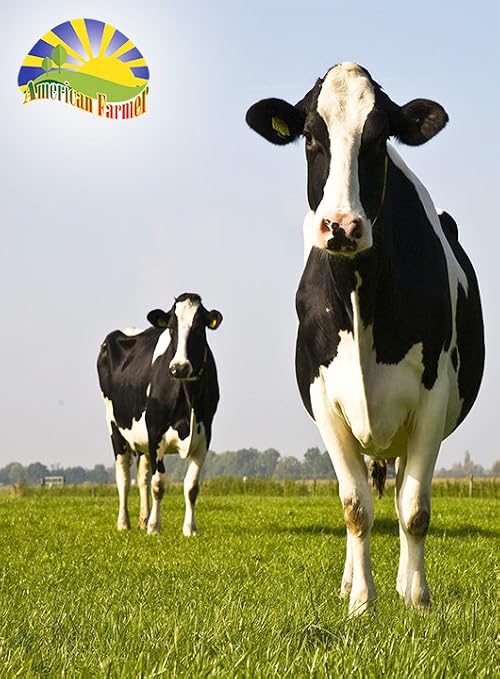 American Farmer: Dairy Innovation