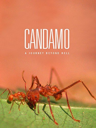 Candamo, la ultima selva sin hombres