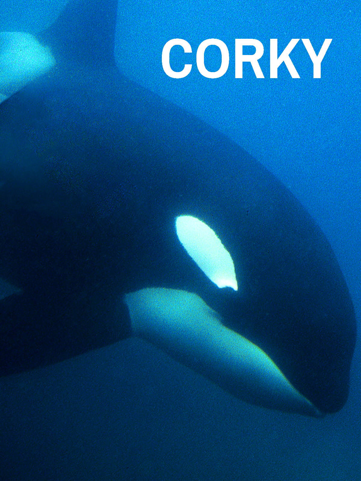 Corky