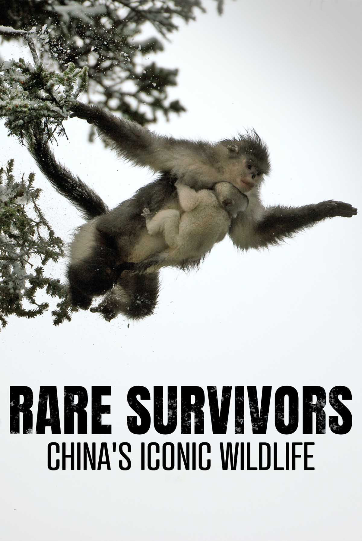 Rare Survivors: China's Iconic Wildlife