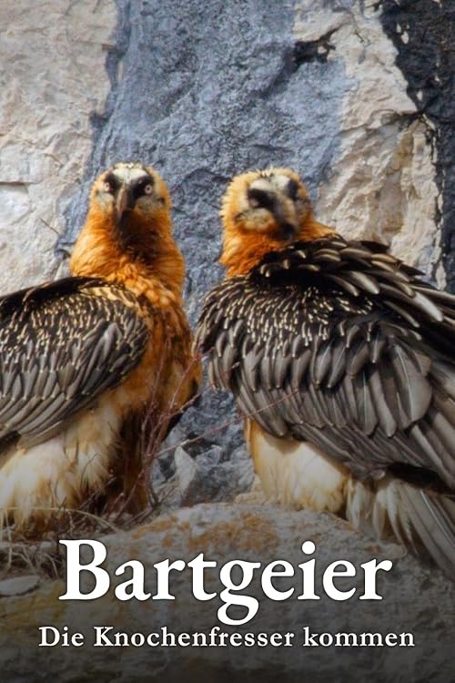Bartgeier - Die Knochenfresser kommen