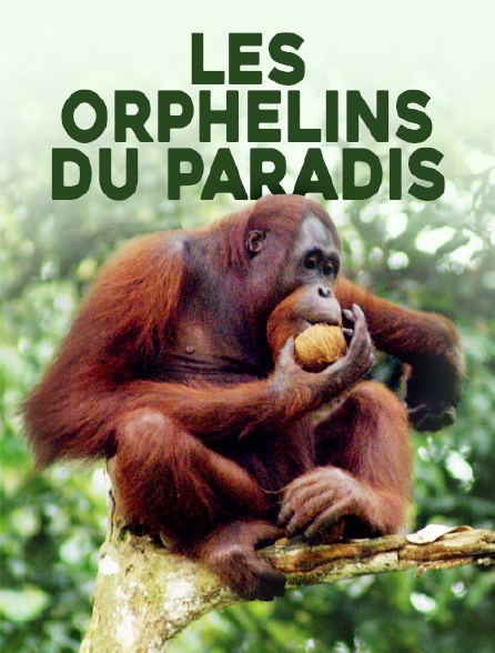 Les Orphelins du paradis