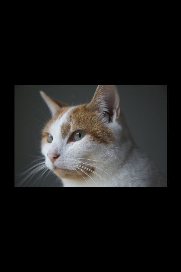 Felis Catus