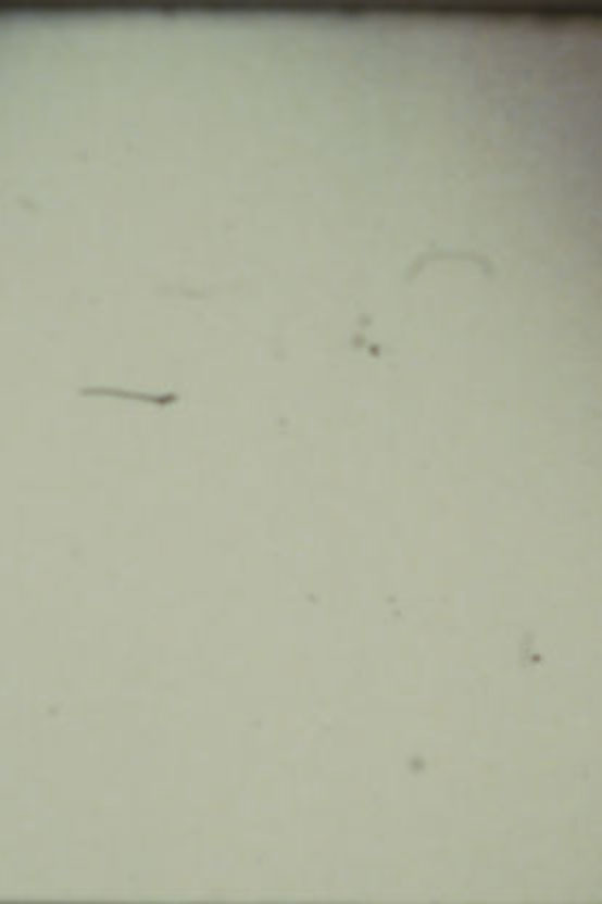 Arabic Numeral Series 13