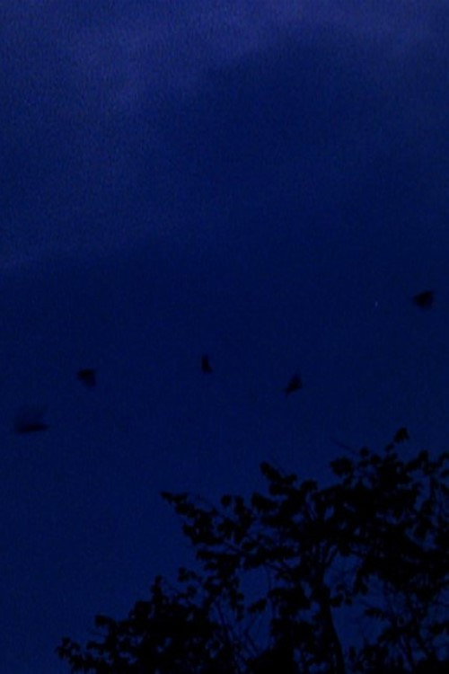 murmurations