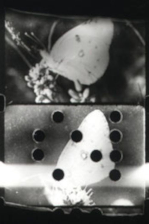 Farfallio