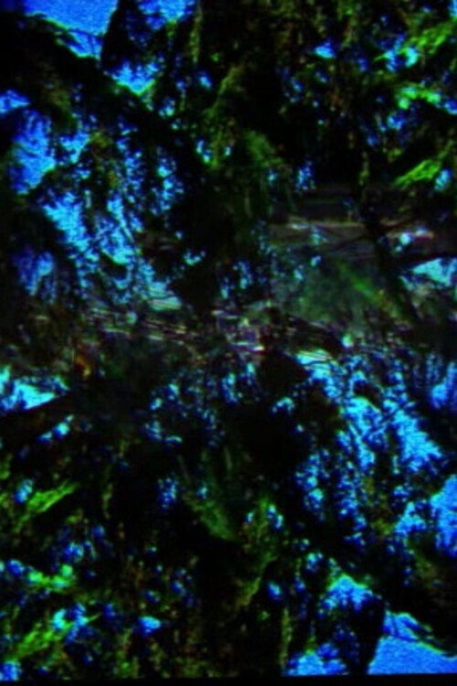 A Film Containing Trees