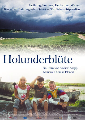 Holunderblüte