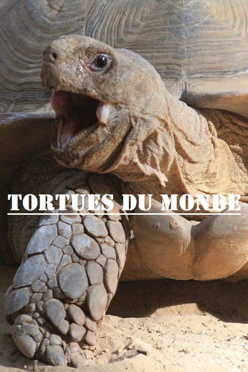 Tortues du monde