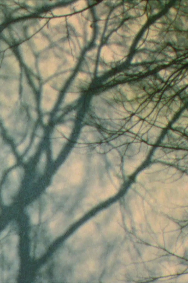 Baumschatten II